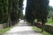 tuscan cypress
