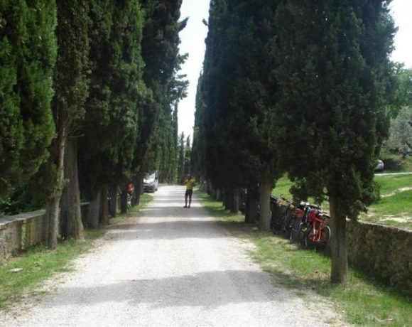 tuscan cypress