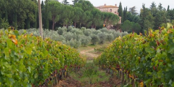 tuscany wineyards- bike tour