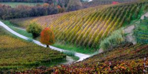 Piedmont langhe piedmont-langhe