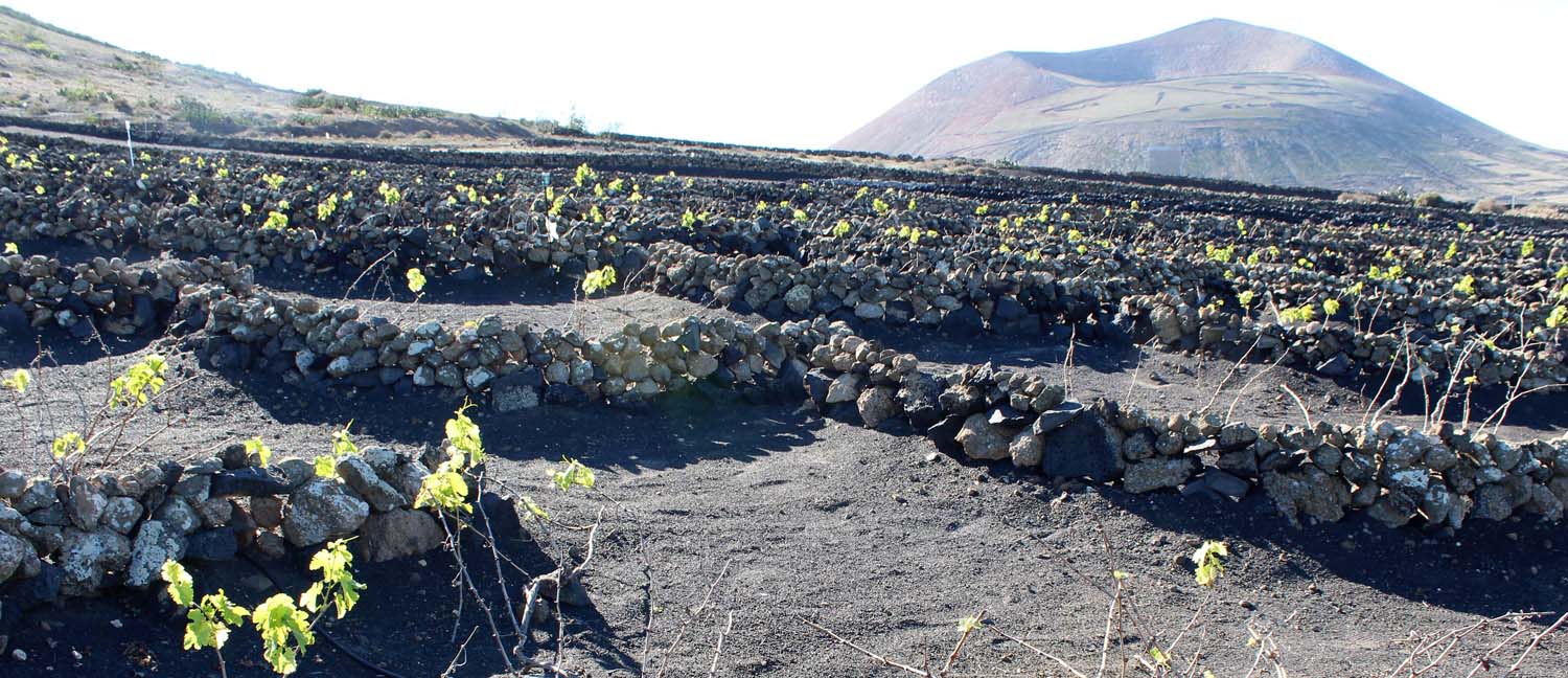 cyclign at lanzarote wine tour