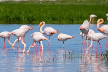 a group of flamingos in water - sardinia